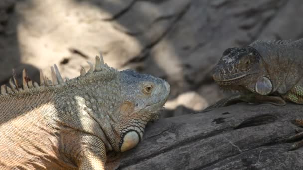 Iguana — Vídeo de Stock