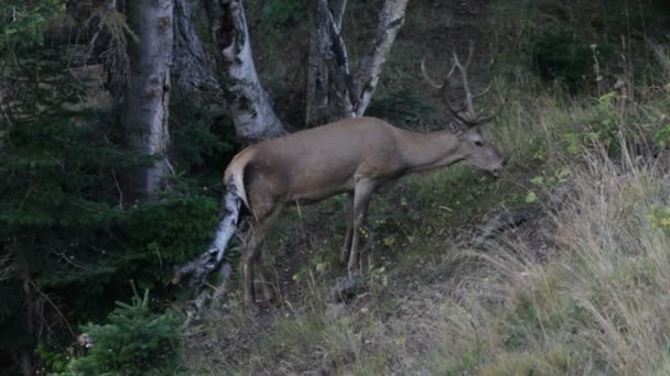 Red deer. Mountains. — Stock Video