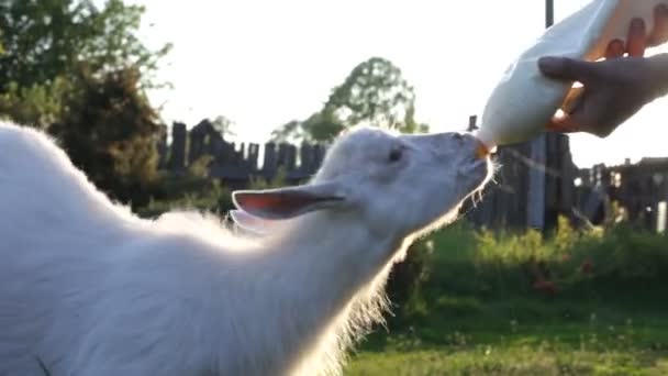 Ziegenbauer füttert Ziege per Hand mit Milch. — Stockvideo