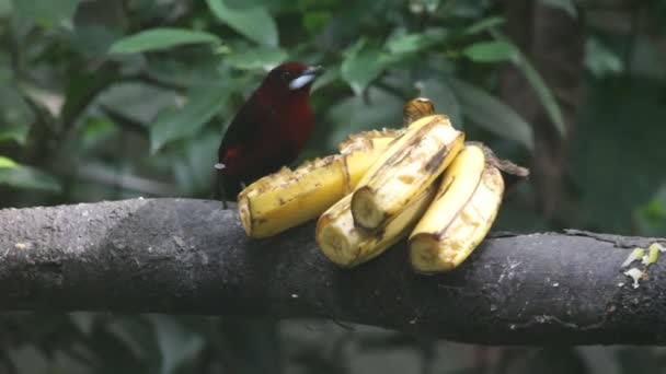 Tropical bird eating banana — Stock Video