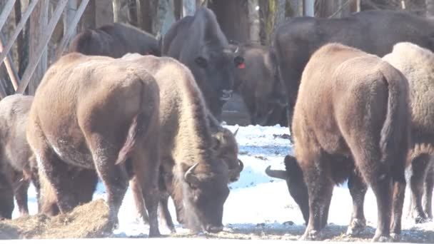 Bison in de winter — Stockvideo