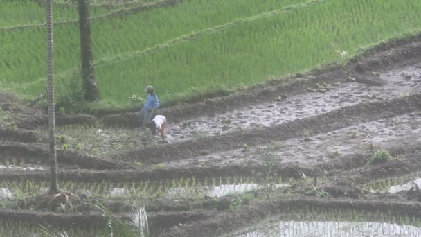 Jordbruk, ris — Stockvideo