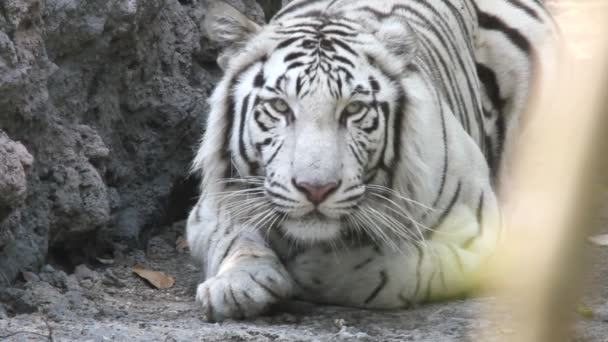 Aziatische witte tijger — Stockvideo