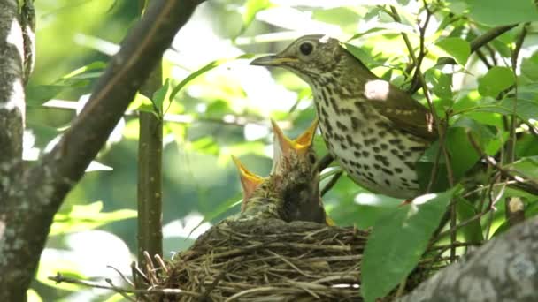 Ouzel, Babyvögel, Nest — Stockvideo