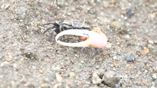 Krab op een zand — Stockvideo