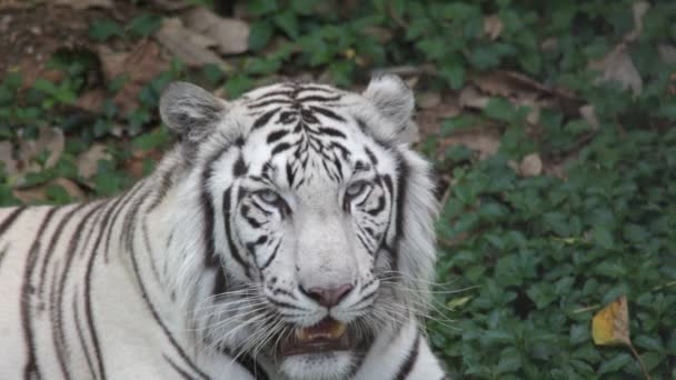 Asian white tiger — Stock Video