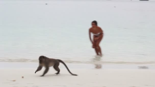 Makakenaffe spielt mit Mädchen am Strand — Stockvideo