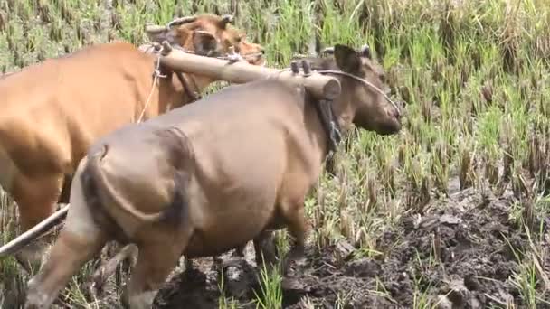 Büffel, Landwirtschaft, Reis — Stockvideo