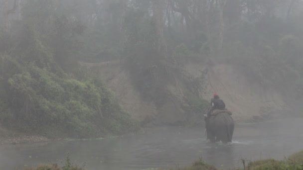 Elefante asiático. Nepal . — Vídeos de Stock