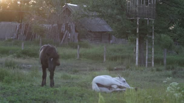 Коні — стокове відео