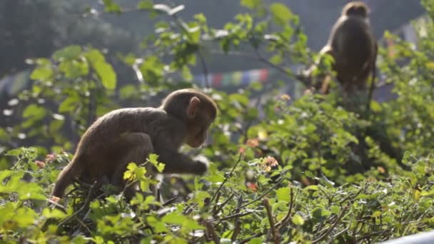 Opice ve stromu — Stock video