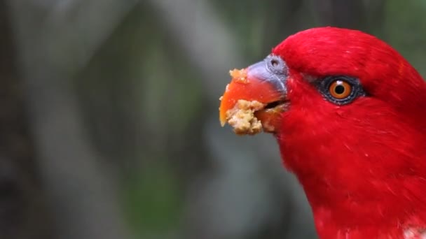 Gökkuşağı lorikeets bir yemlik ister gıda — Stok video