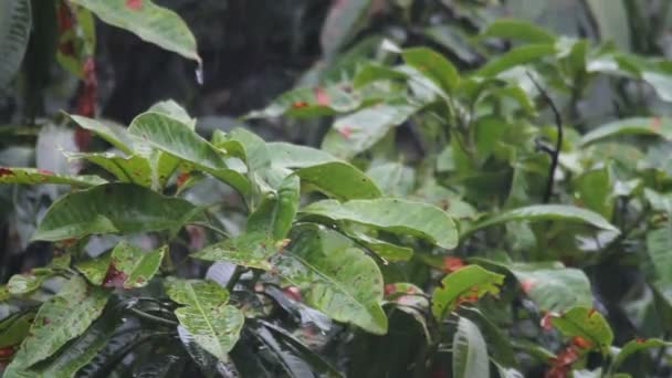 Chuva tropical — Vídeo de Stock