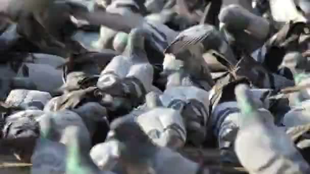Pigeons. Nepal. — Stock Video