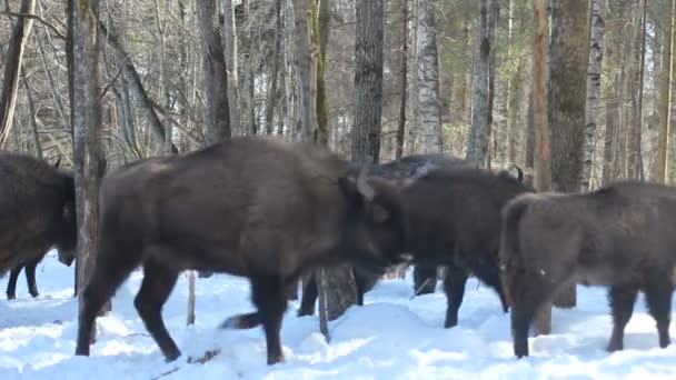 Bisonte en el invierno — Vídeos de Stock