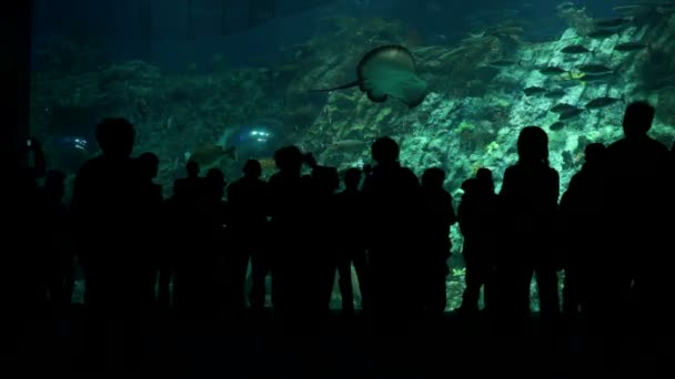 Großes Aquarium im Ozeanarium — Stockvideo