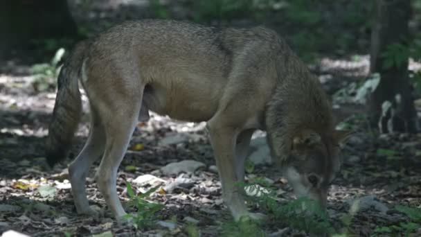 Lobo salvaje — Vídeos de Stock