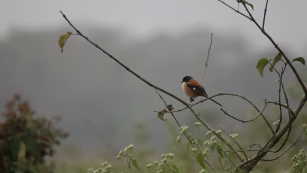 Aves de chitwan. Nepal. — Vídeo de stock