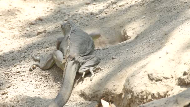 Iguana — Video Stock