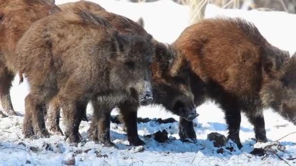Wild boar on snow — Stock Video