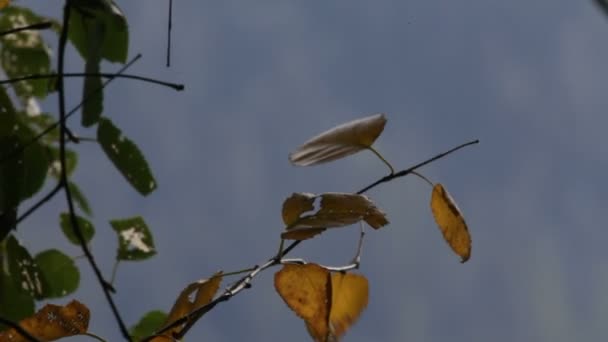 Otoño, tundra — Vídeos de Stock