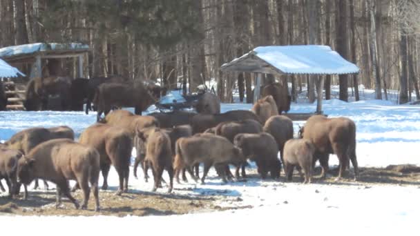 Bison v zimě — Stock video