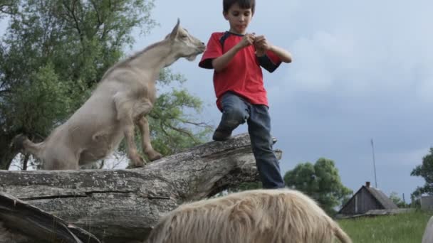 Niño y cabra — Vídeo de stock