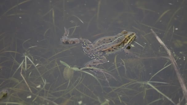 緑のカエル、春 — ストック動画