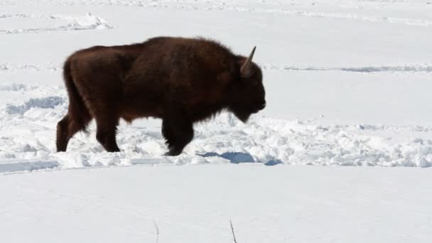 Bison το χειμώνα — Αρχείο Βίντεο