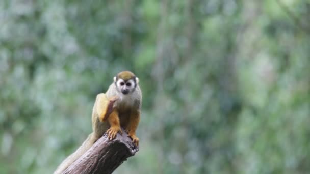 Squirrel monkey — Stock Video