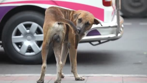 Perro callejero — Vídeos de Stock