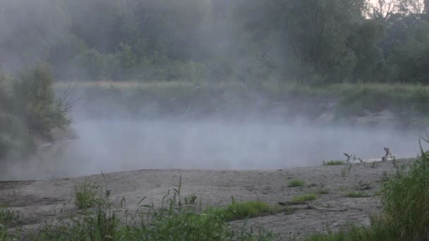 Niebla, primavera — Vídeos de Stock