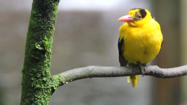 Ptaków, lasu tropikalnego — Wideo stockowe