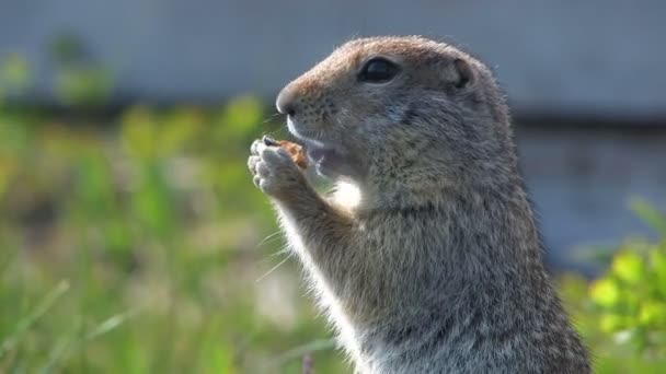 Πορτρέτο του ένα gopher — Αρχείο Βίντεο