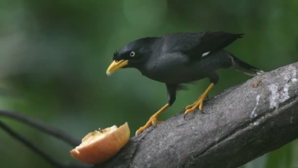 Uccello tropicale che mangia frutta — Video Stock