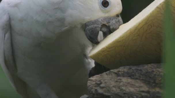 Papagei frisst Früchte — Stockvideo