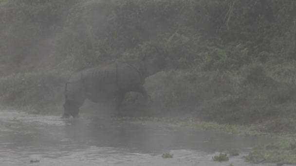 Indio rinoceronte con cuernos en el parque nacional Royal Chitwan en Nepal — Vídeo de stock