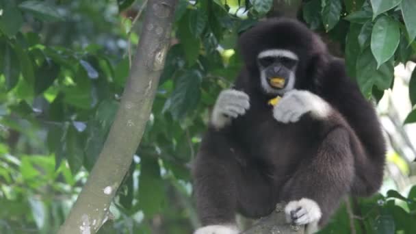 Monkeys, Indonesia. — Stock Video