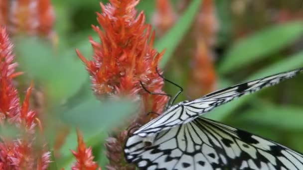 Schmetterling aus nächster Nähe — Stockvideo