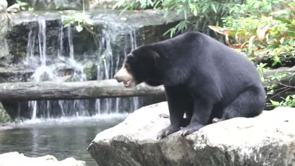 Asiático negro oso — Vídeo de stock