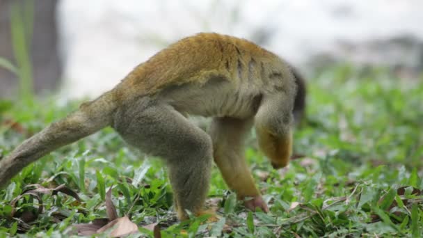 Squirrel monkey — Stockvideo