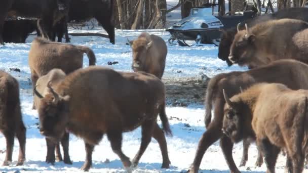 Bison om vinteren – stockvideo