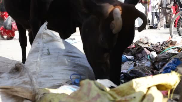 Vaca comiendo basura . — Vídeo de stock