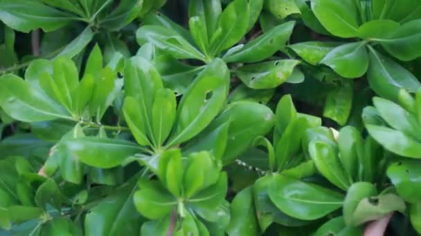 Portrait of young beautiful woman on green leafs — Stock Video