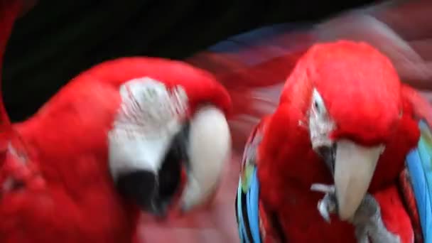 Parrots, close-up, portrait — Stock Video