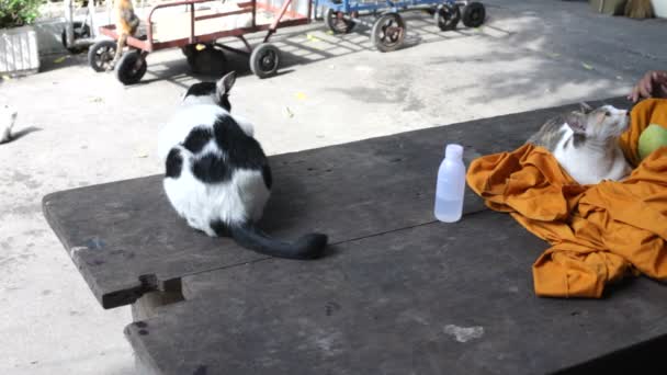 Bezdomnych kotów — Wideo stockowe