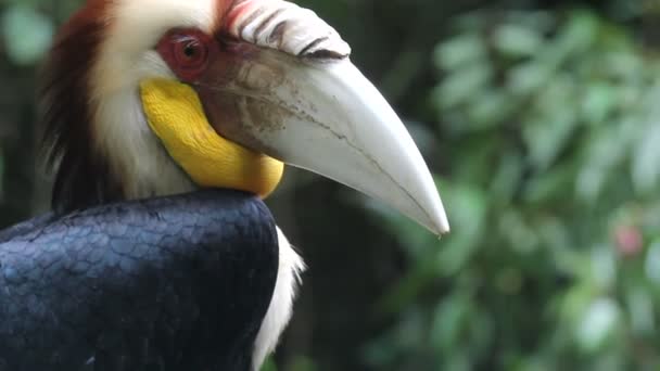 Vögel, tropischer Wald — Stockvideo