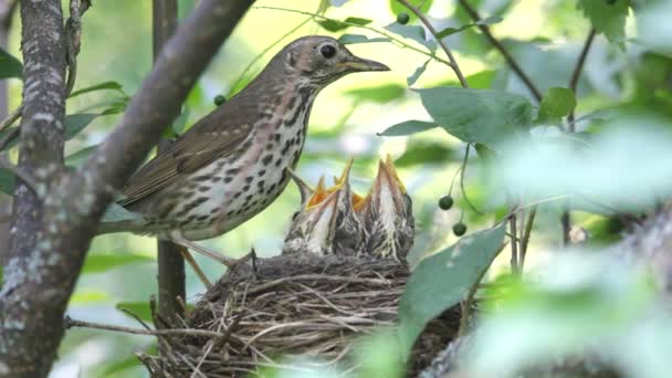 Ouzel, oisillons, nid — Video