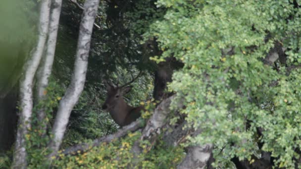Cerf rouge. Montagnes .