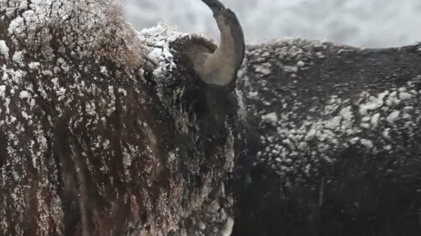 Bizon w zimie — Wideo stockowe